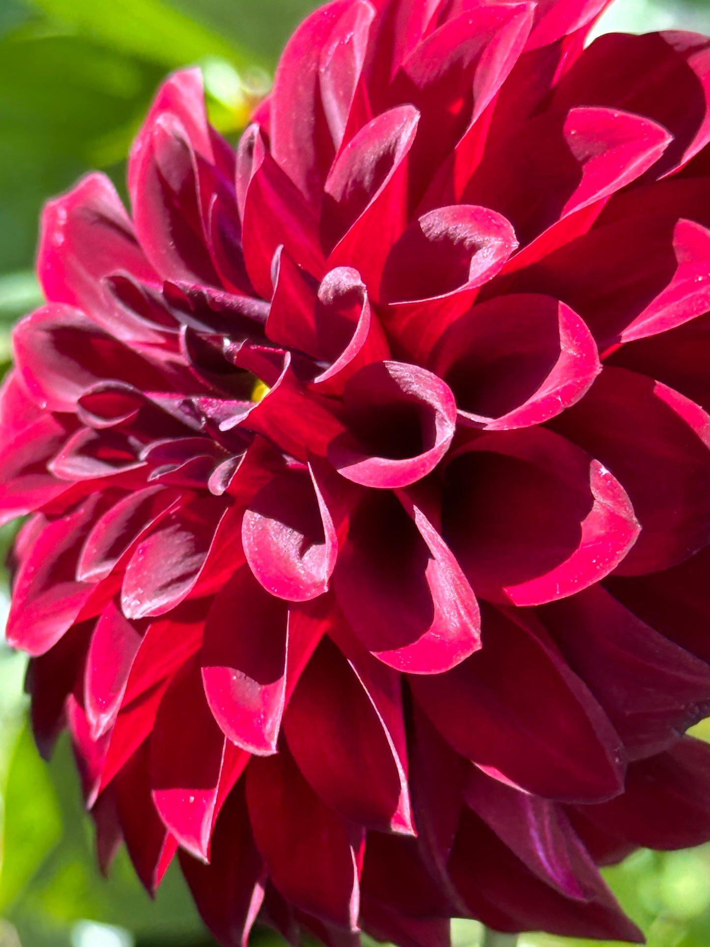 Lights Out Dahlia