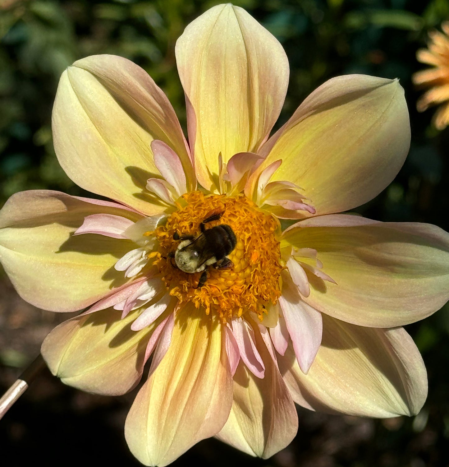 Apple Blossom Dahlia