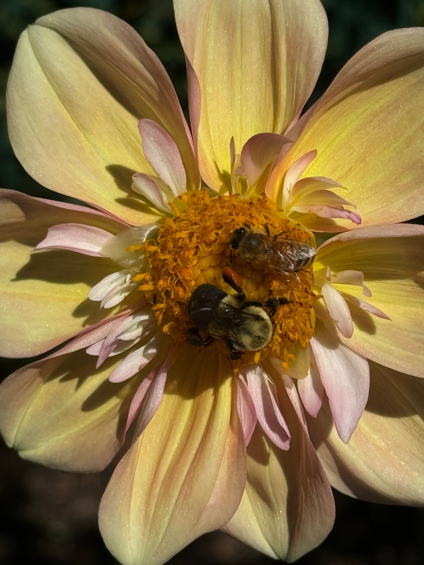 Apple Blossom Dahlia