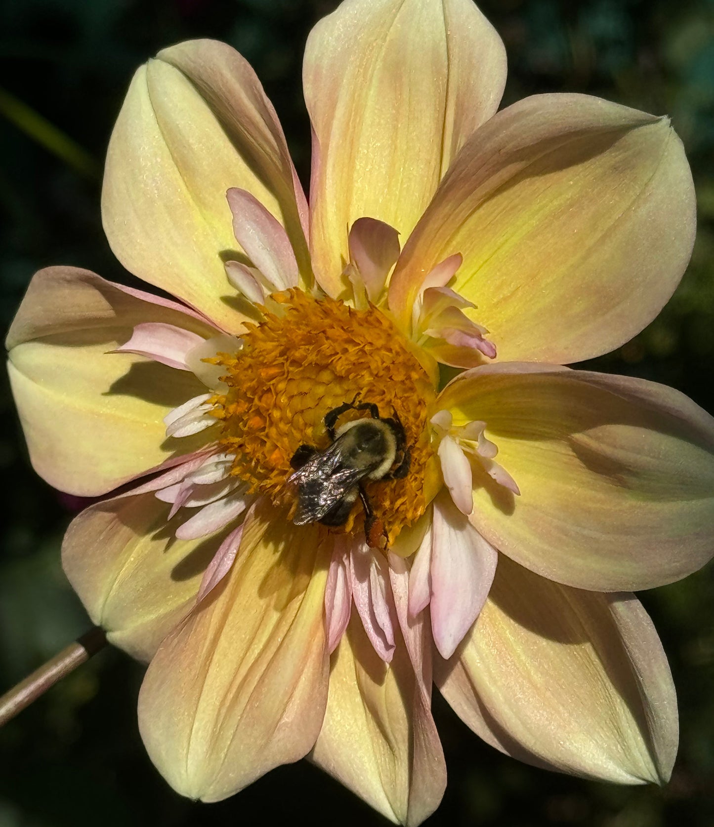 Apple Blossom Dahlia