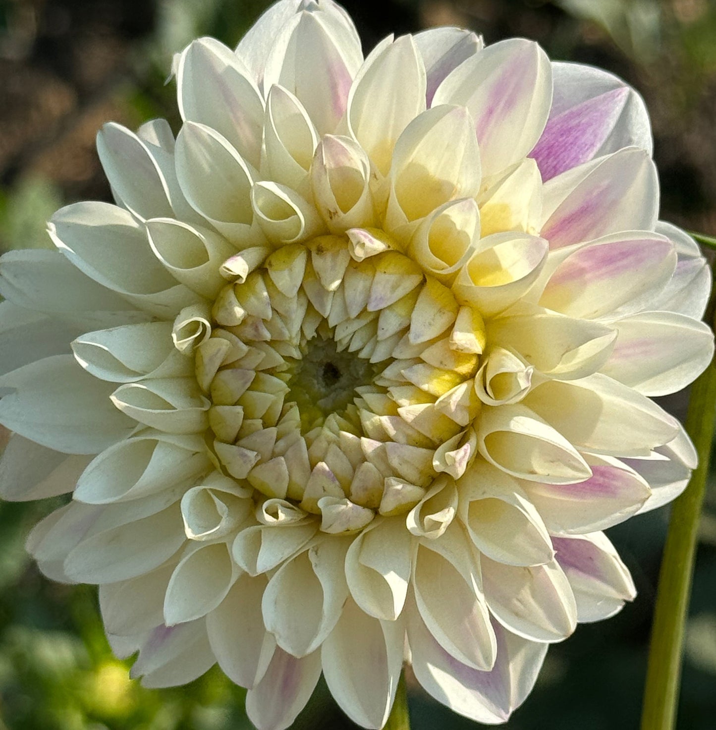 Isla Dahlia