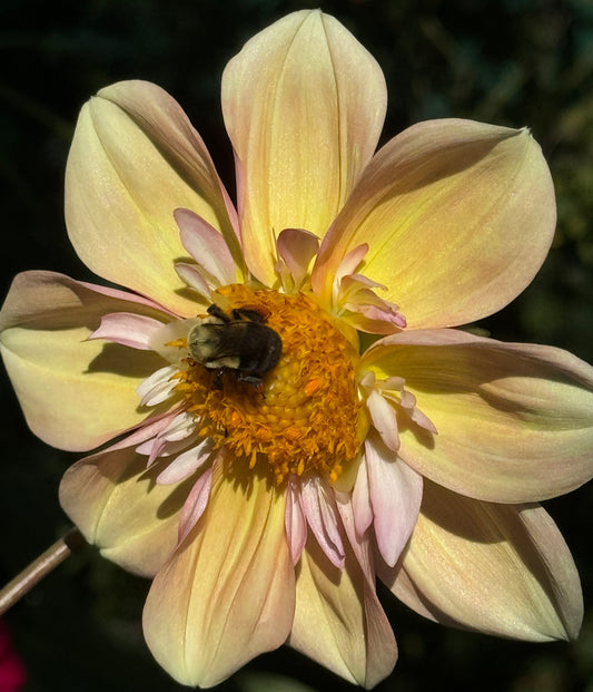 Apple Blossom Dahlia