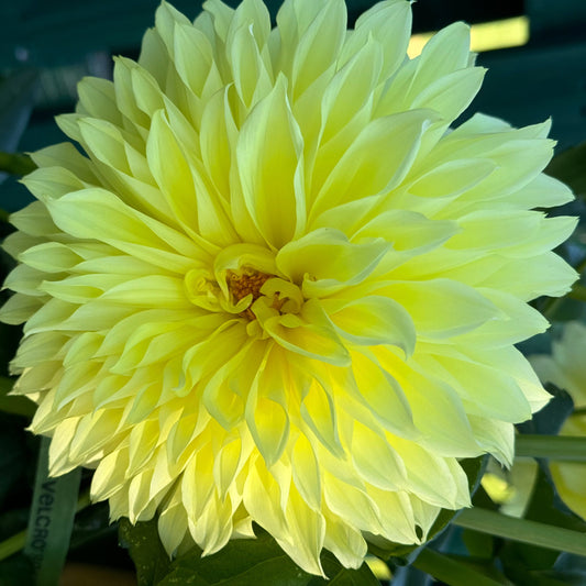 Kelvin Flushlight Dahlia