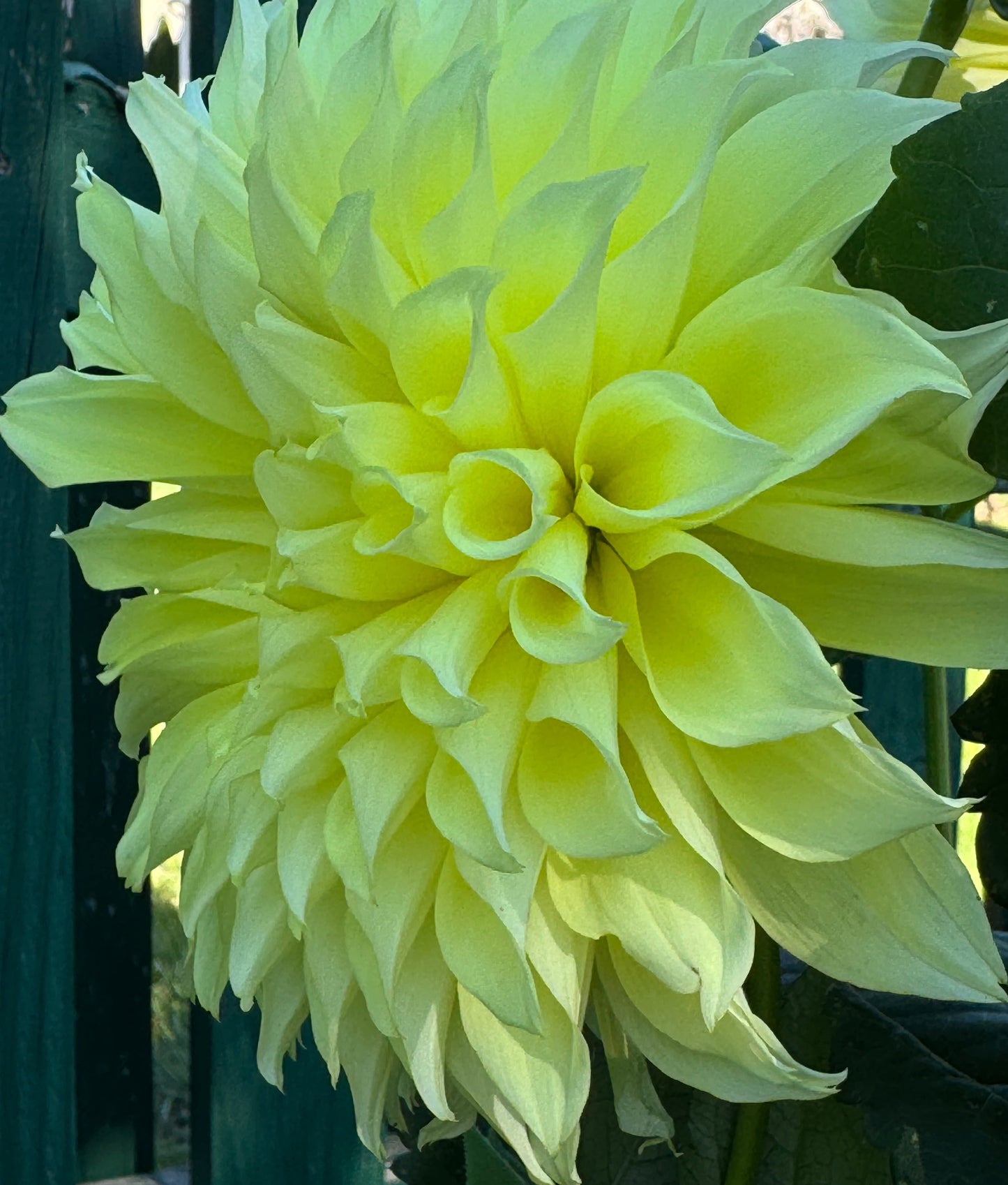 Kelvin Flushlight Dahlia