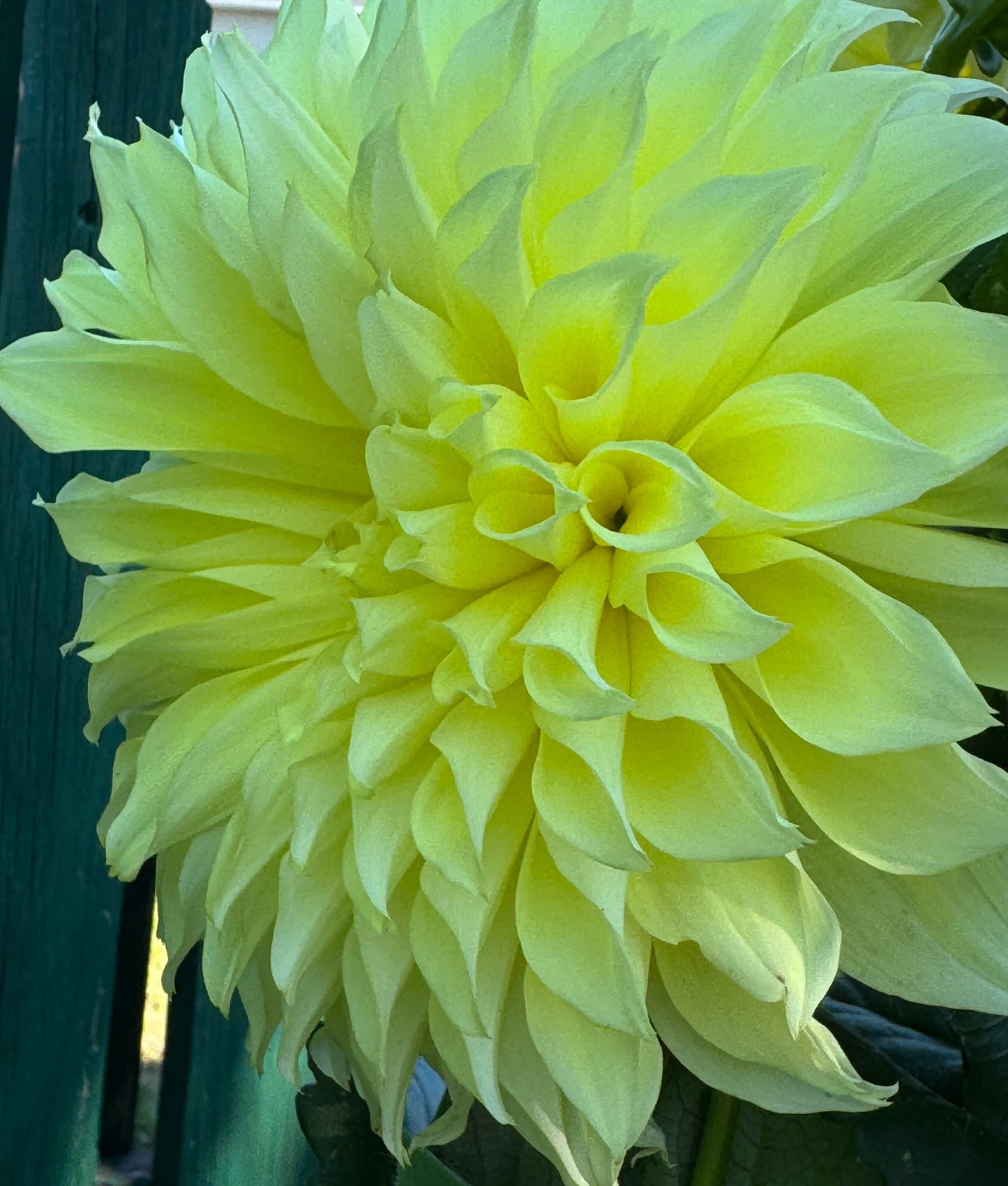 Kelvin Flushlight Dahlia