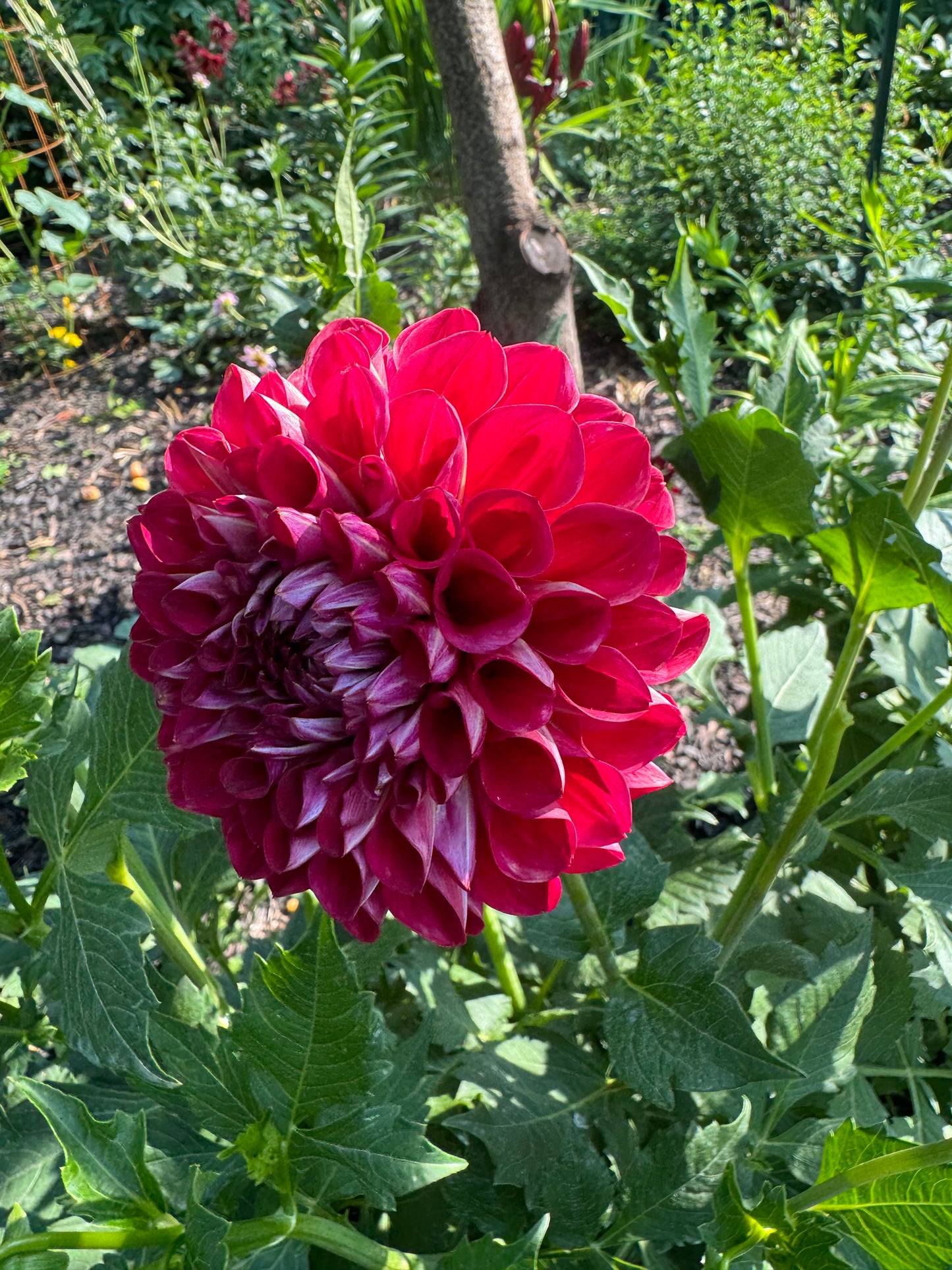 Too Sexy Dahlia