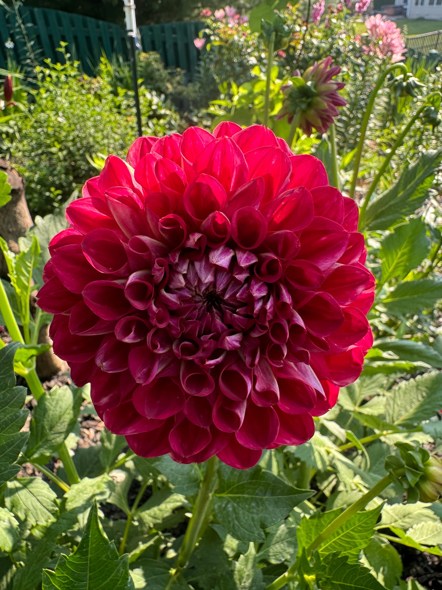 Too Sexy Dahlia