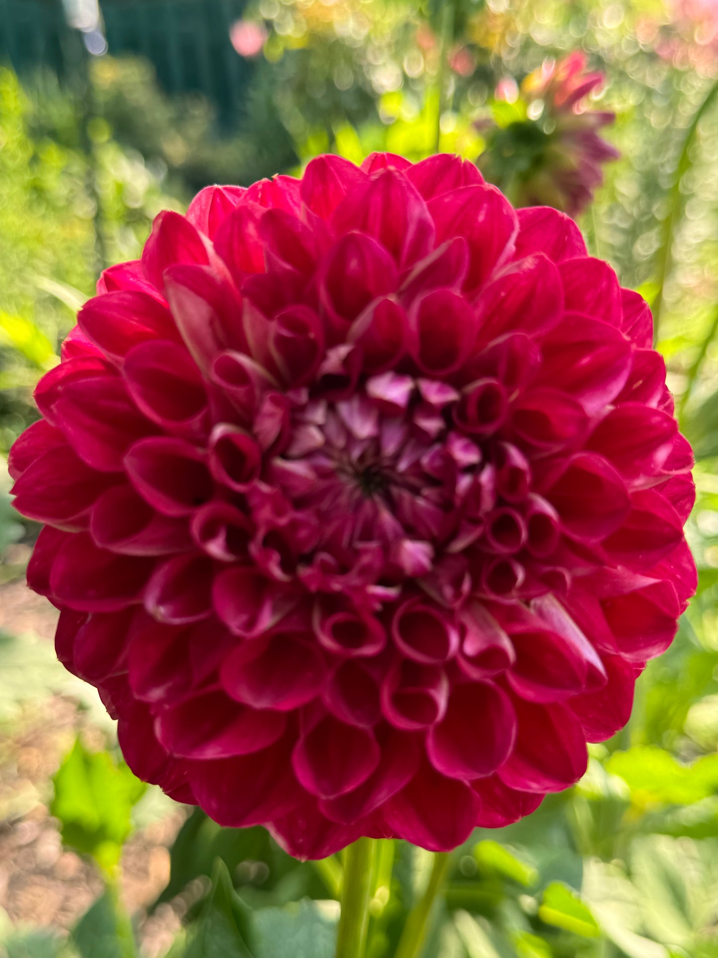 Too Sexy Dahlia