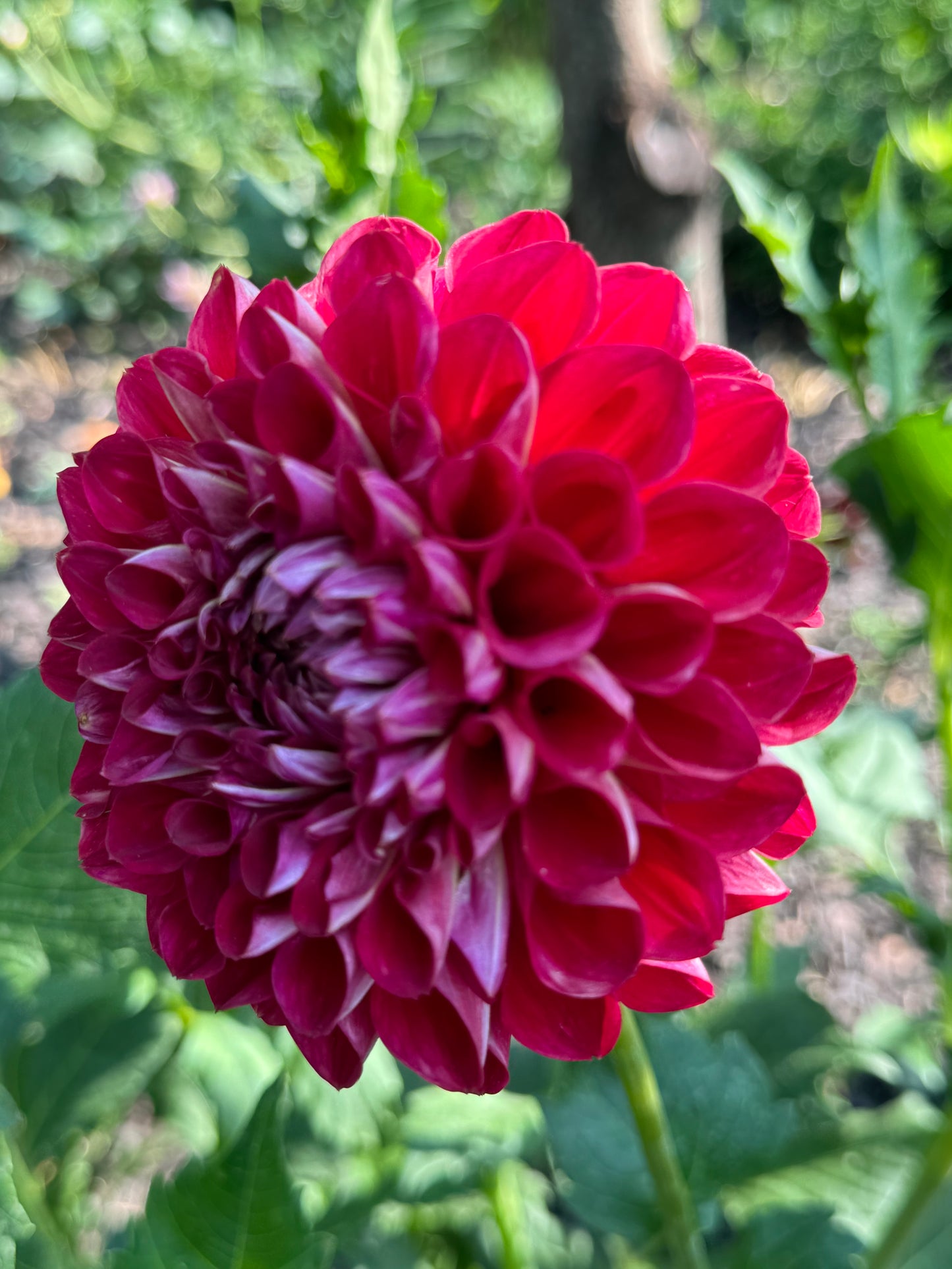 Too Sexy Dahlia