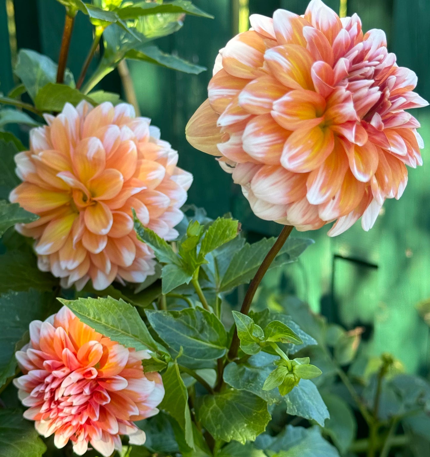 Hollyhill Orange Ice Dahlia