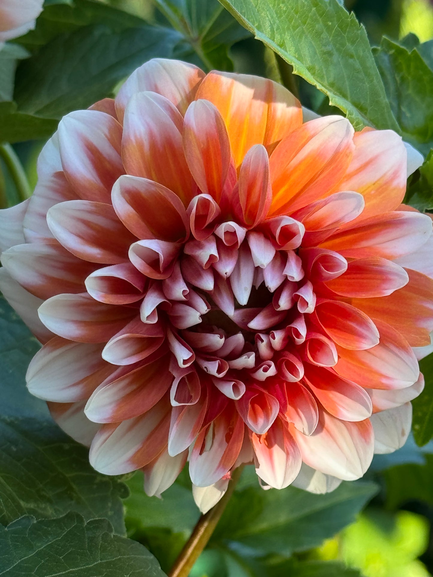 Hollyhill Orange Ice Dahlia