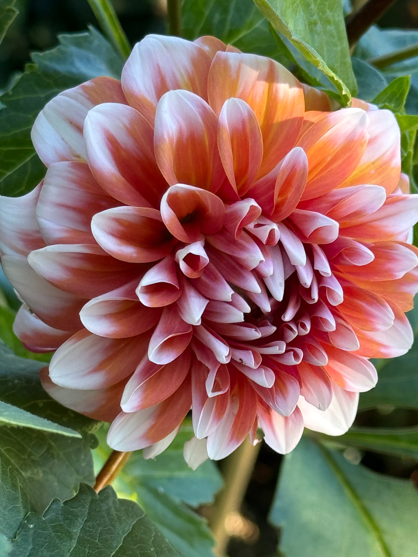 Hollyhill Orange Ice Dahlia