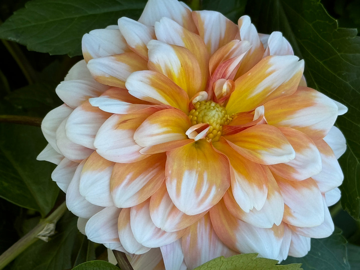 Hollyhill Orange Ice Dahlia