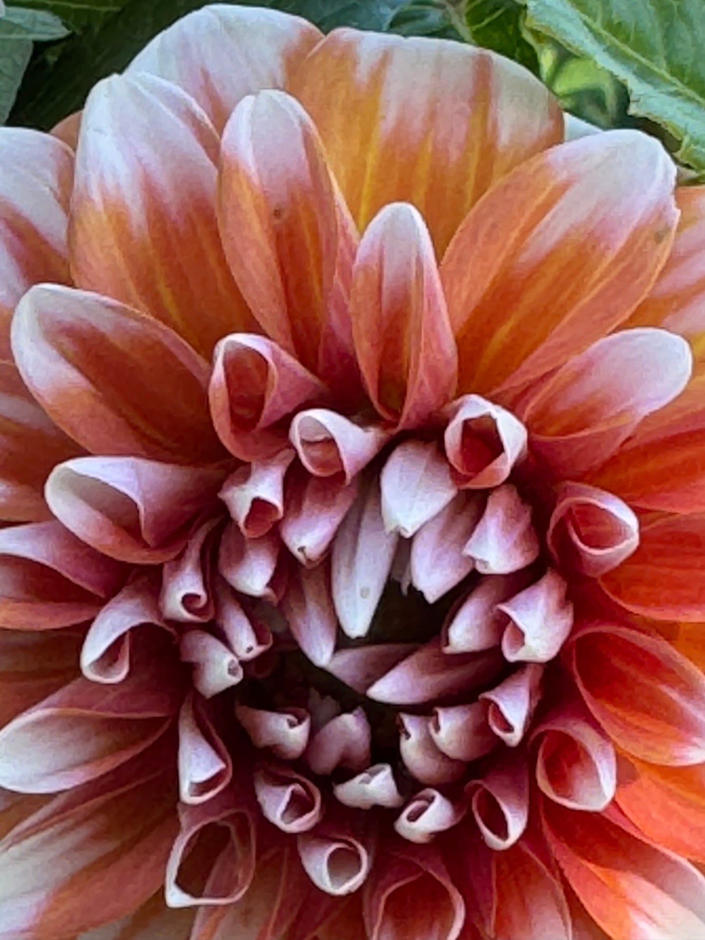 Hollyhill Orange Ice Dahlia