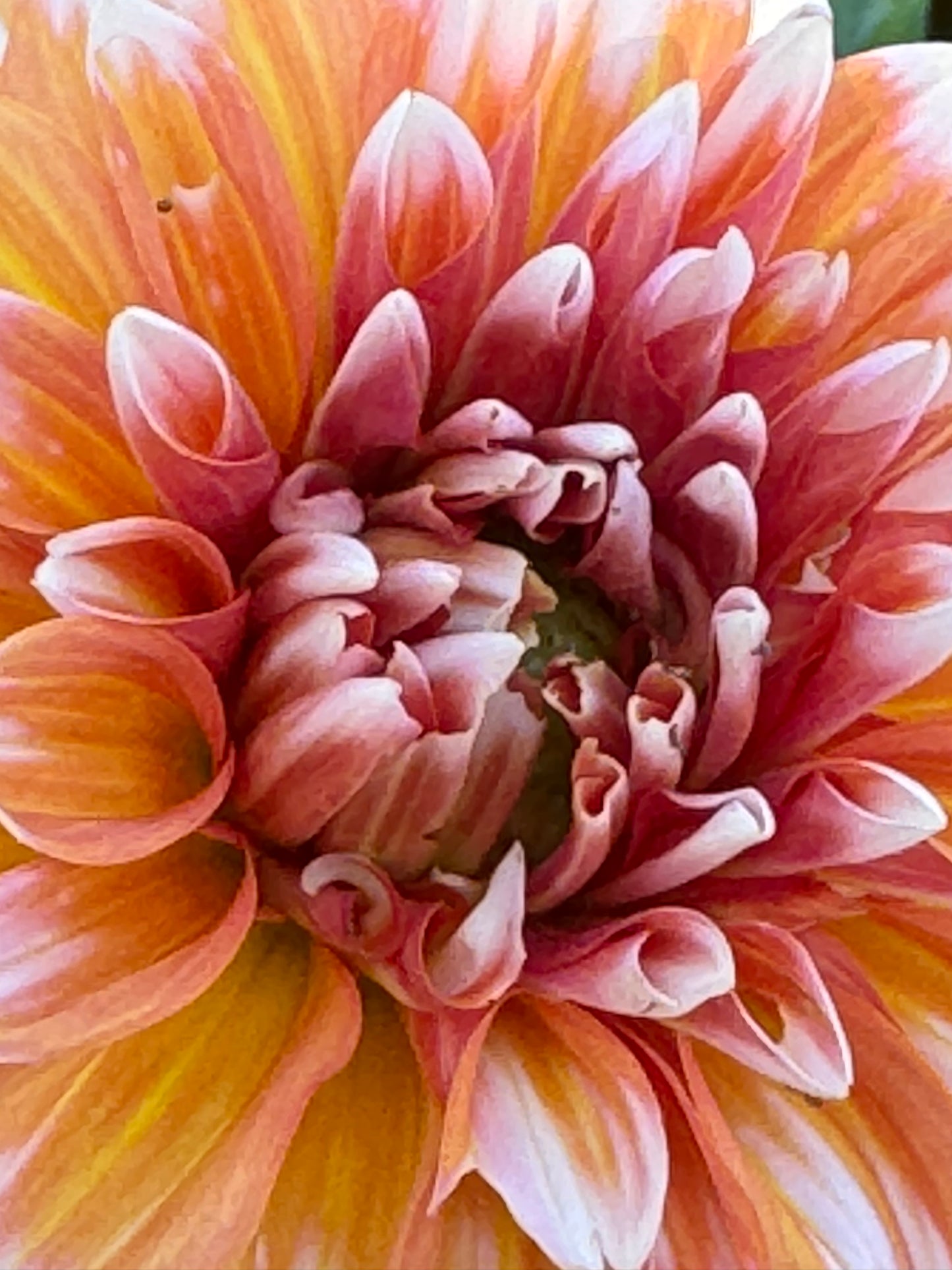 Hollyhill Orange Ice Dahlia