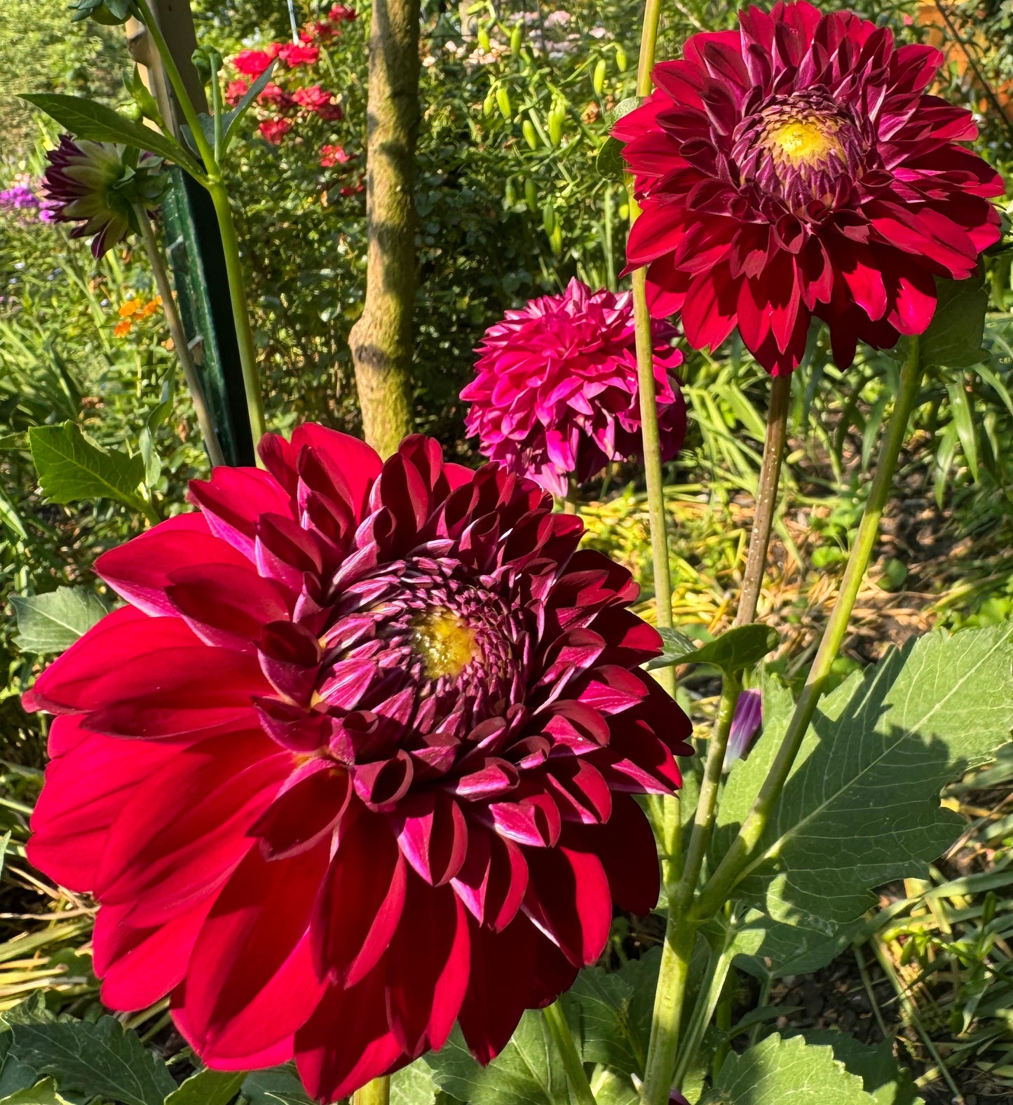 Lupin Chris Dahlia