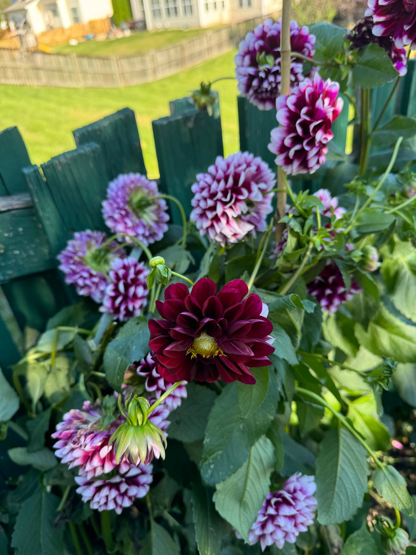 Edinburg Dahlia