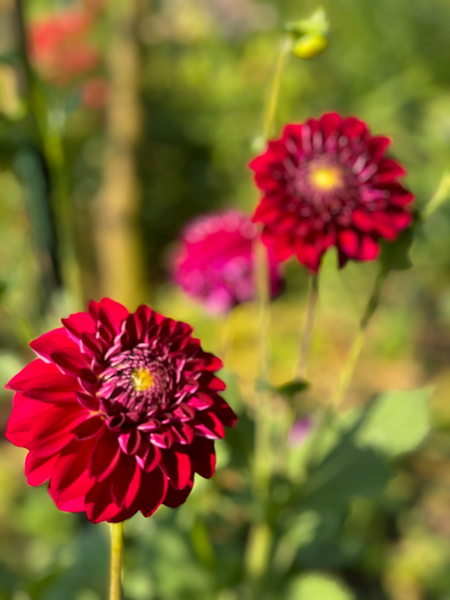 Lupin Chris Dahlia