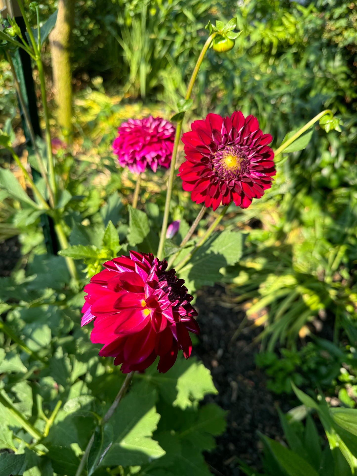 Lupin Chris Dahlia