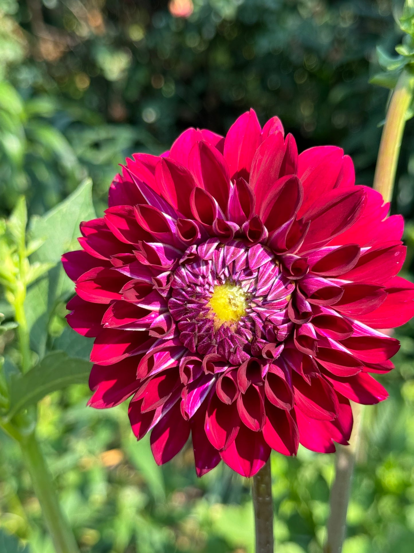 Lupin Chris Dahlia