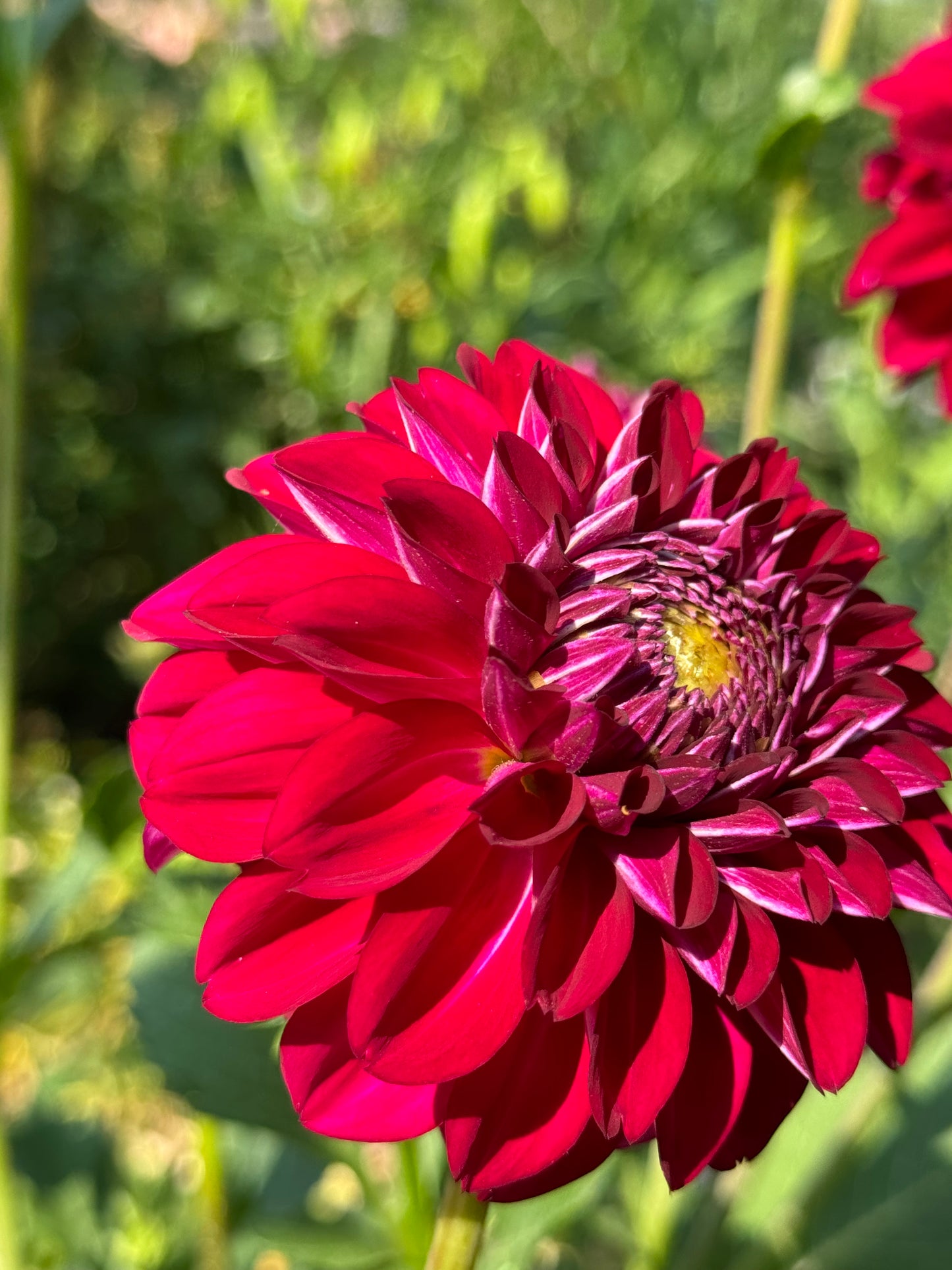 Lupin Chris Dahlia