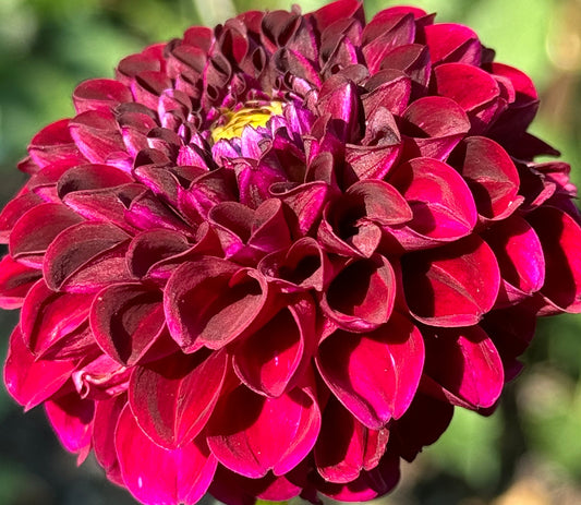 Moor Place Dahlia
