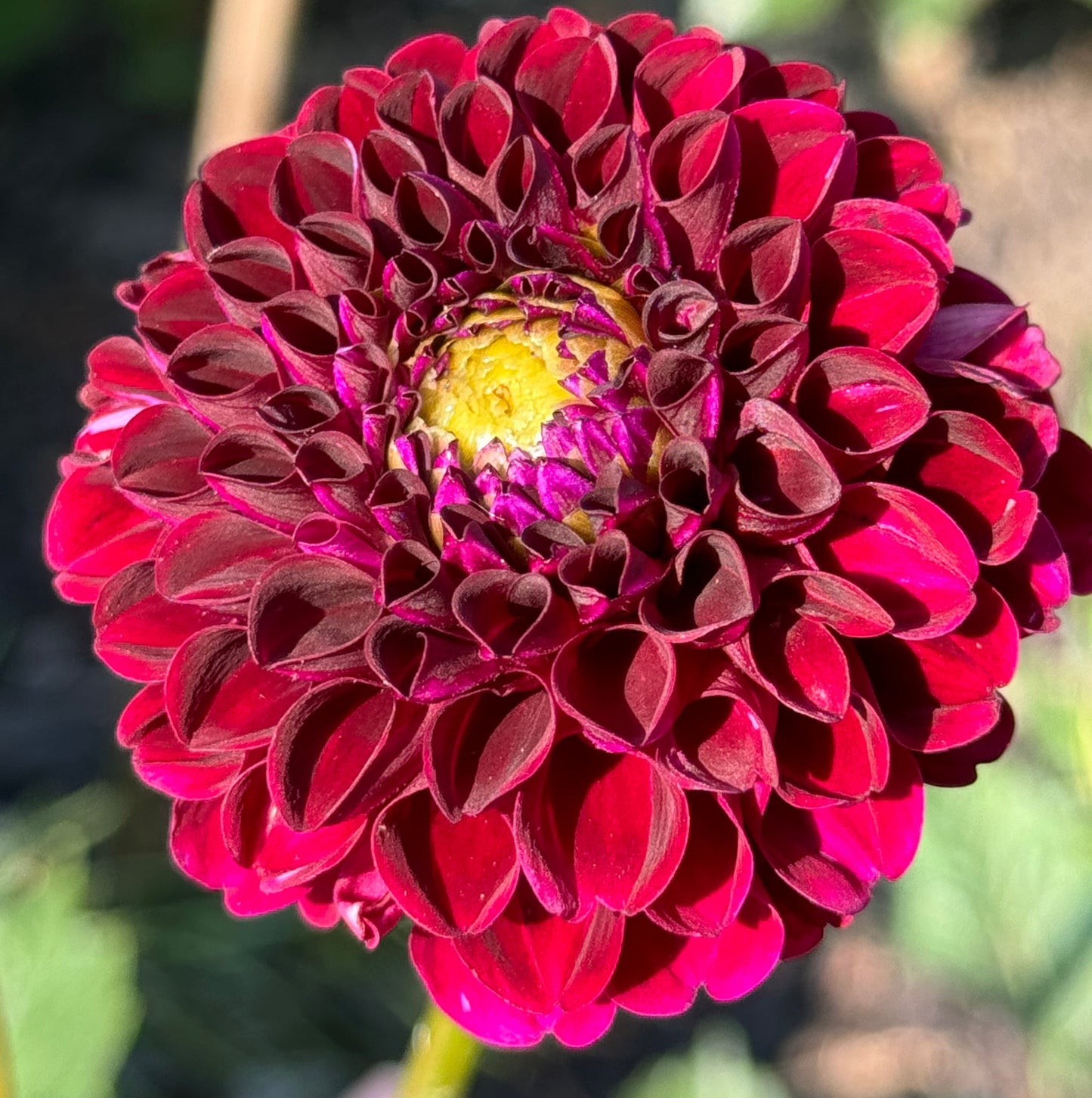 Moor Place Dahlia