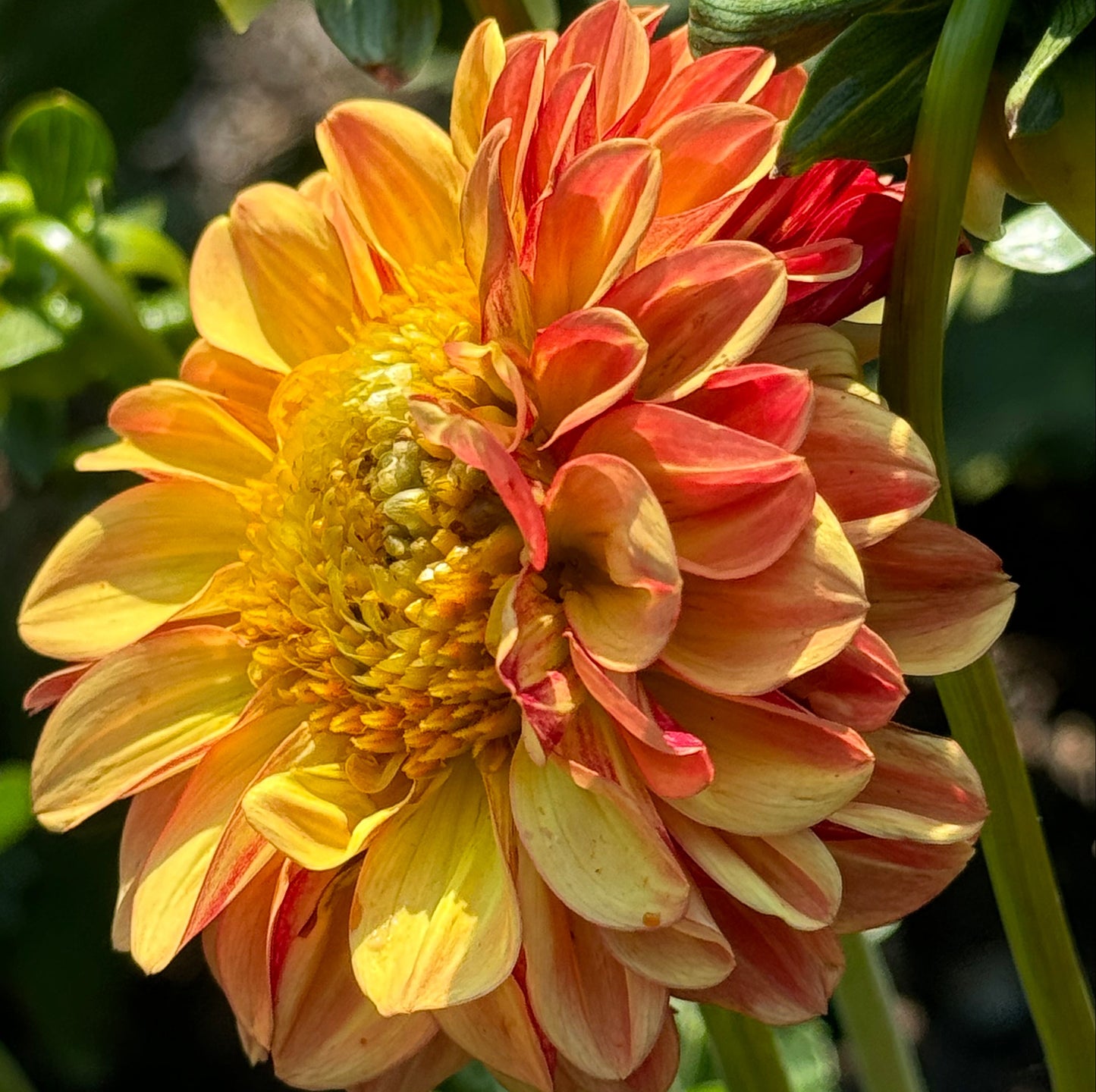 Happy Sunshine Dahlia