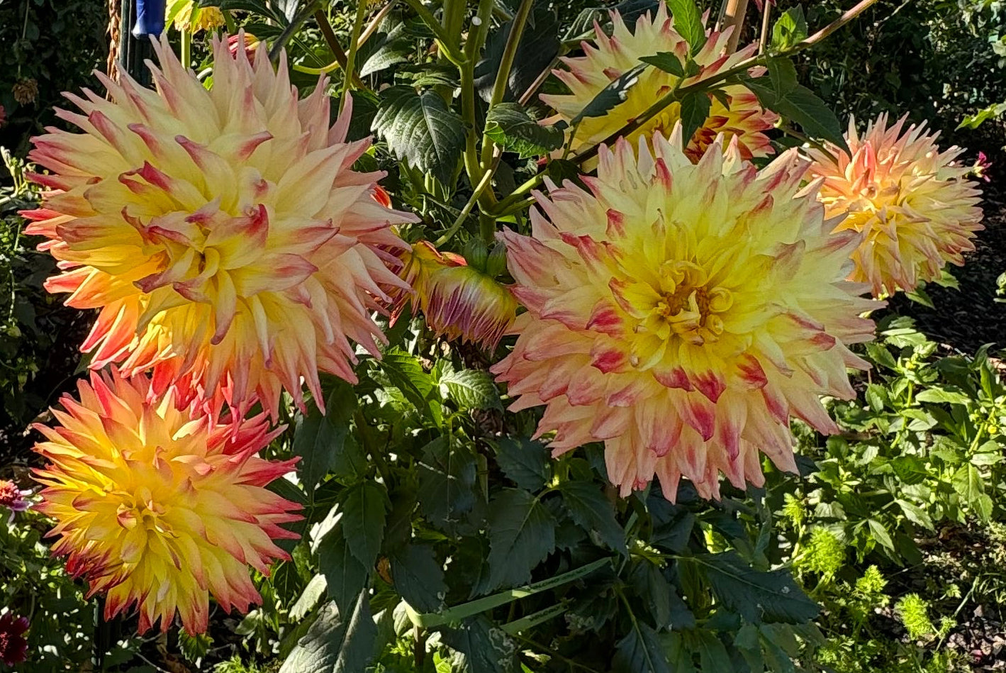 Hilltop Kemper Dahlia