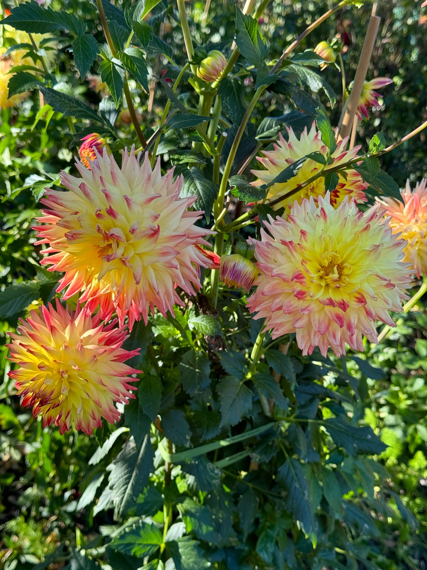 Hilltop Kemper Dahlia