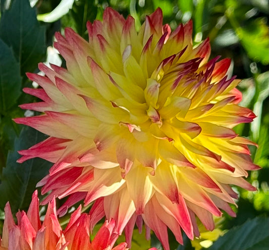 Hilltop Kemper Dahlia