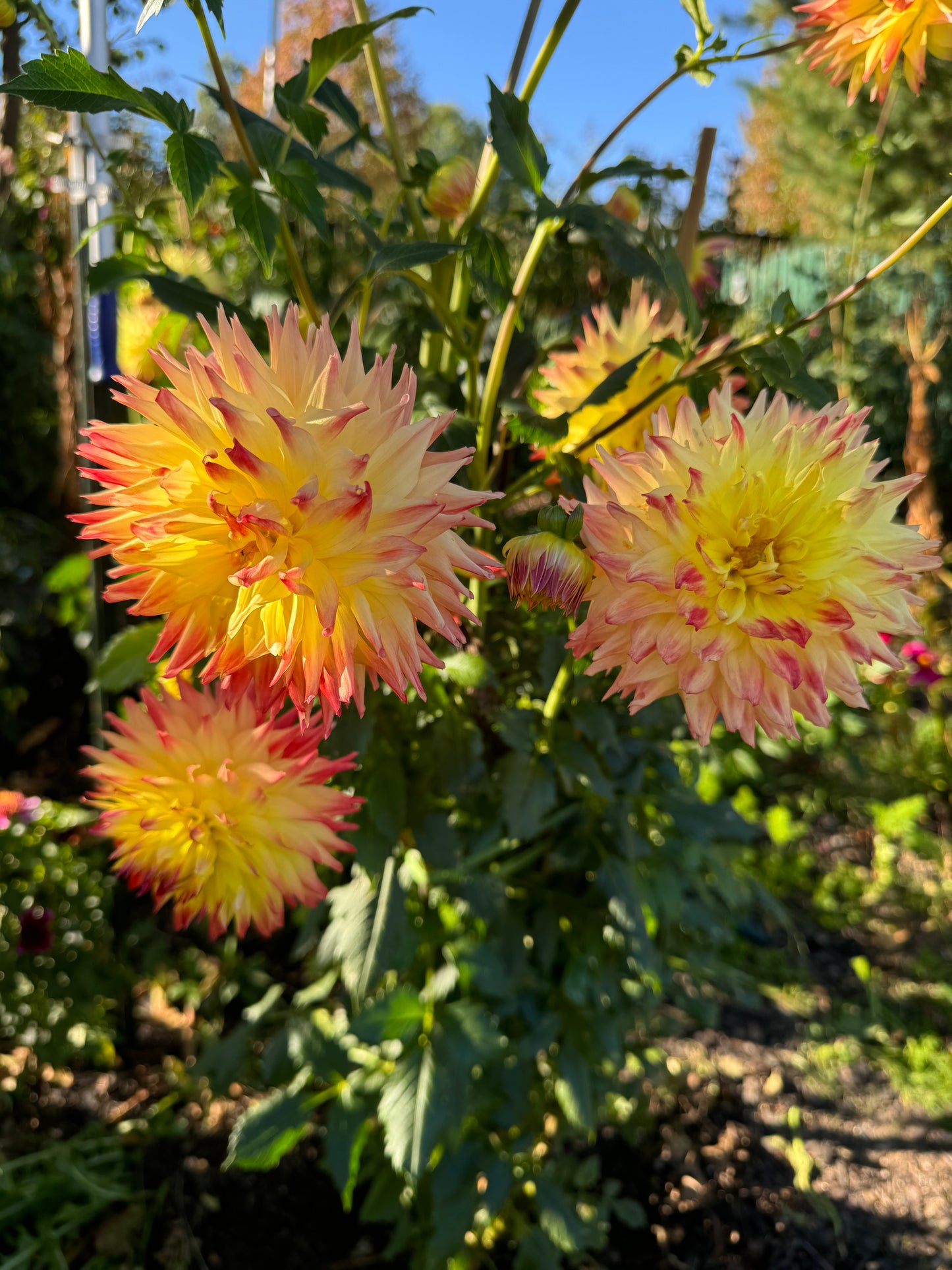 Hilltop Kemper Dahlia