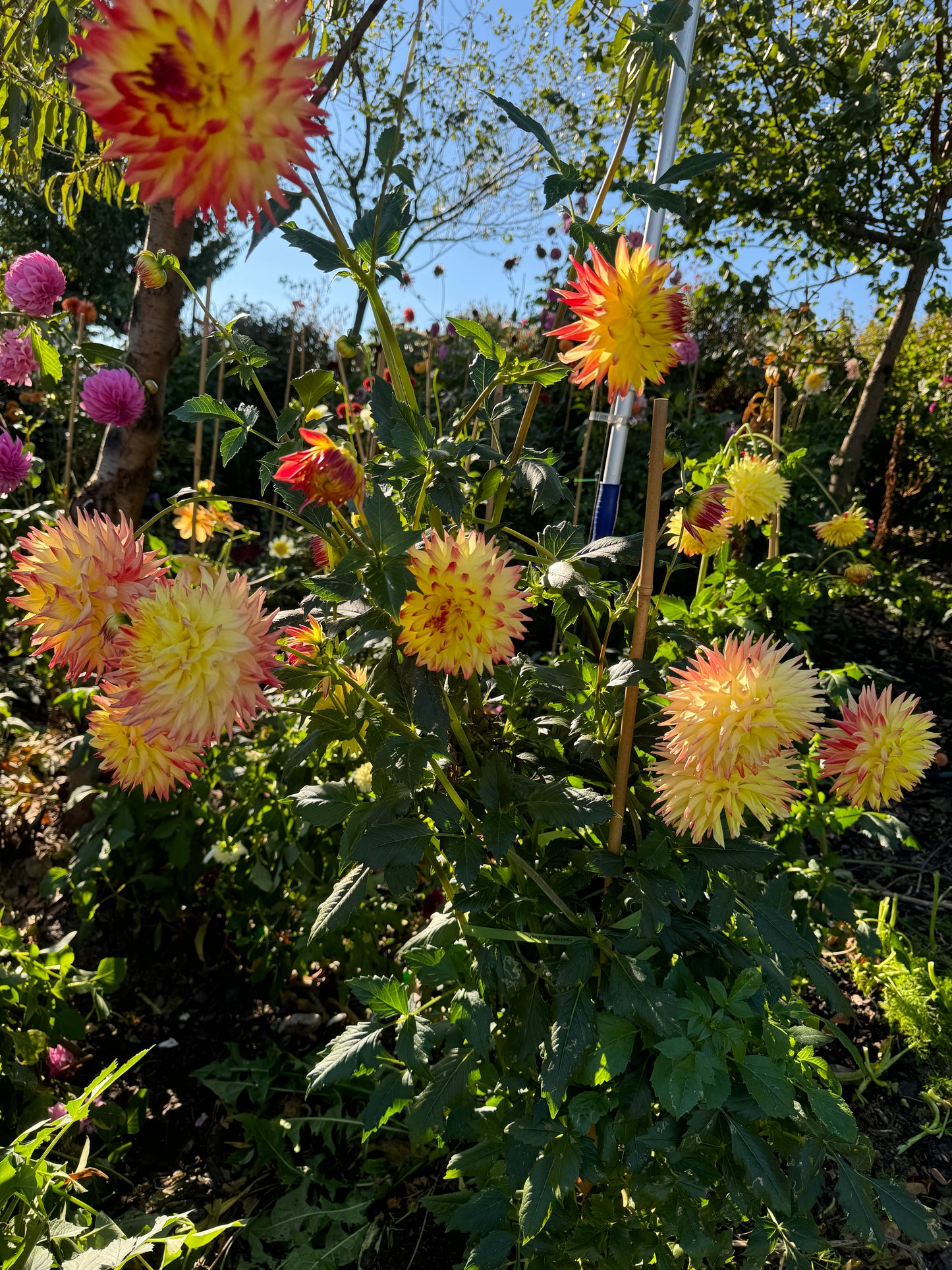 Hilltop Kemper Dahlia