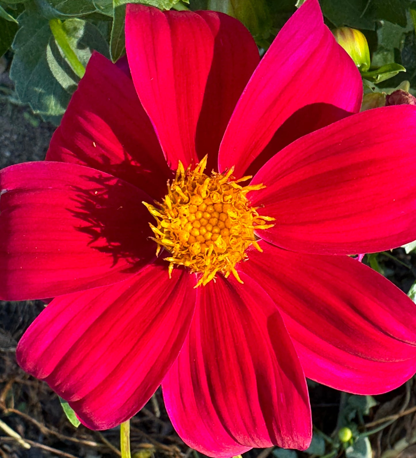 Red Bagel Dahlia