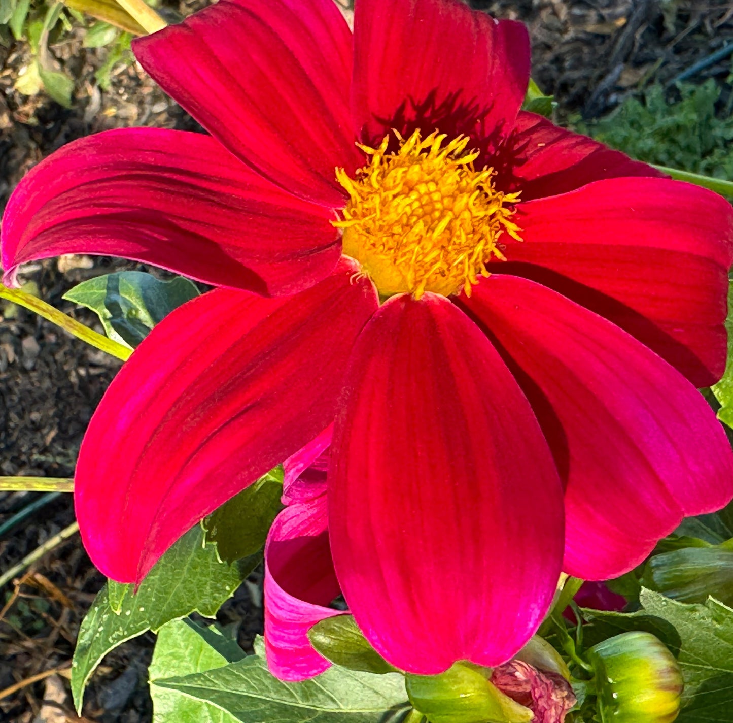 Red Bagel Dahlia