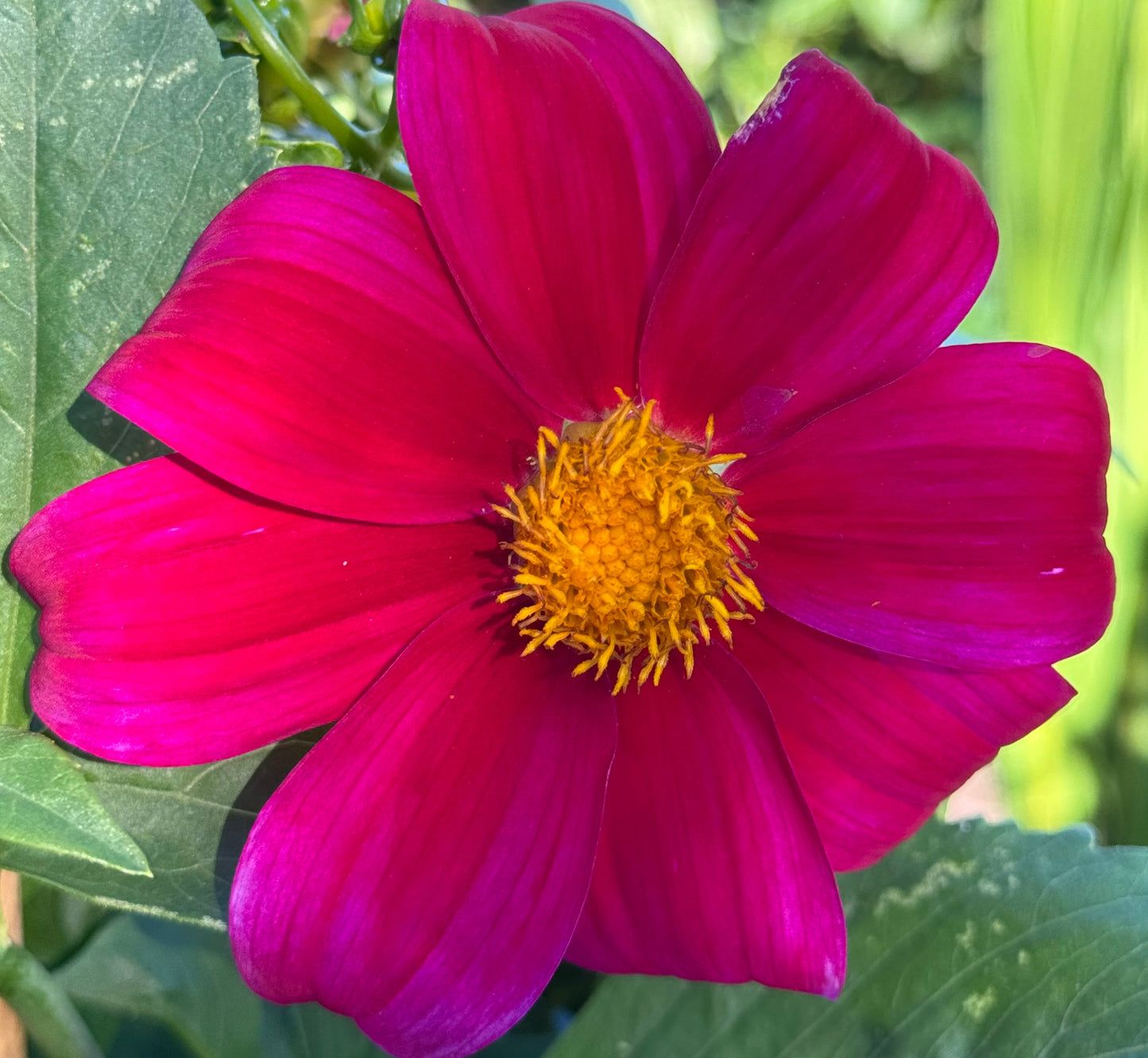 Red Bagel Dahlia