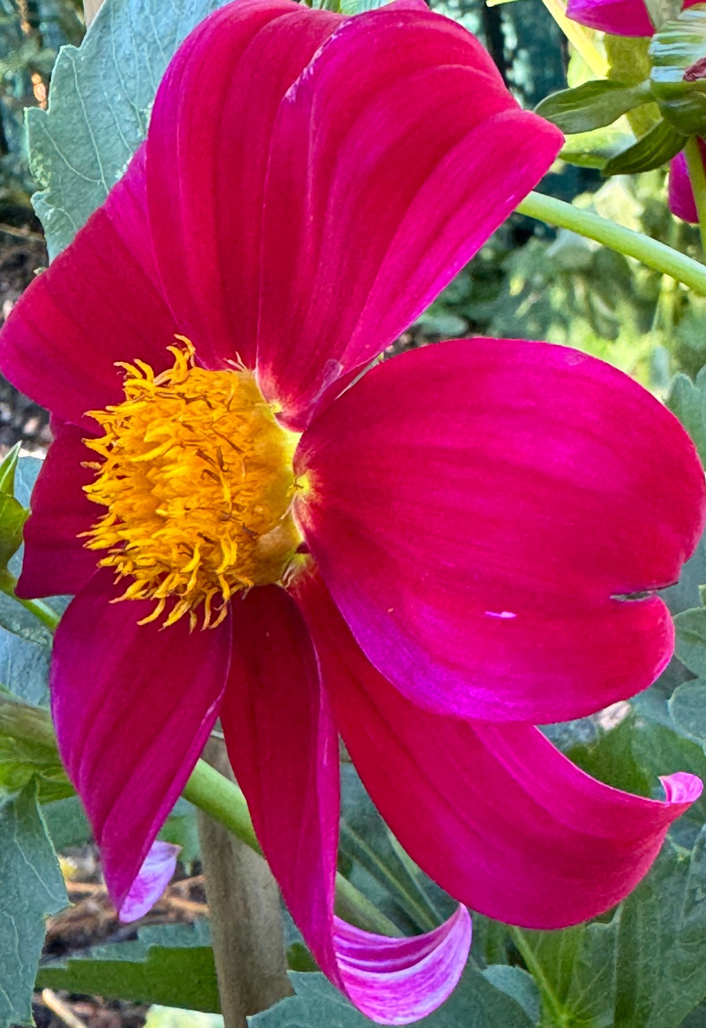 Red Bagel Dahlia