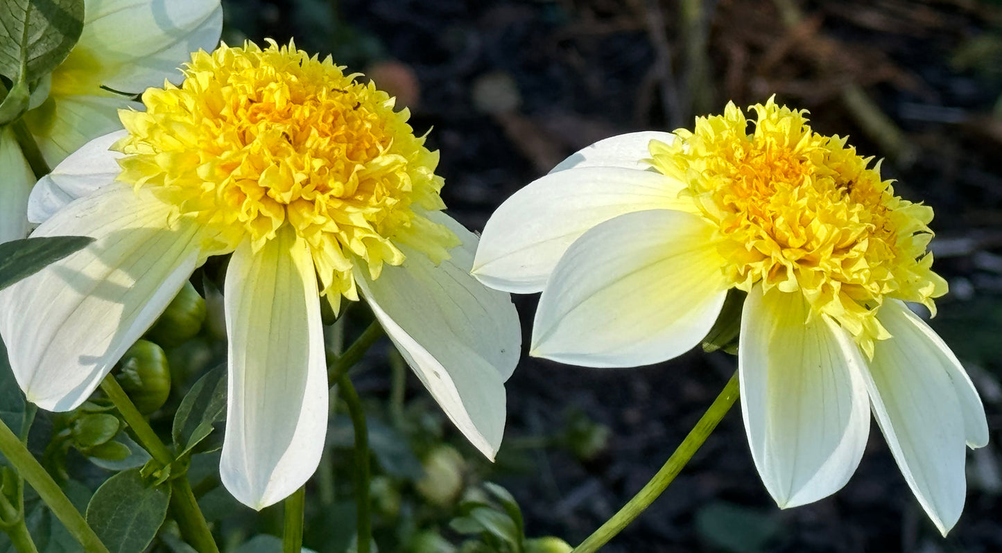 Sandia Summertime Dahlia