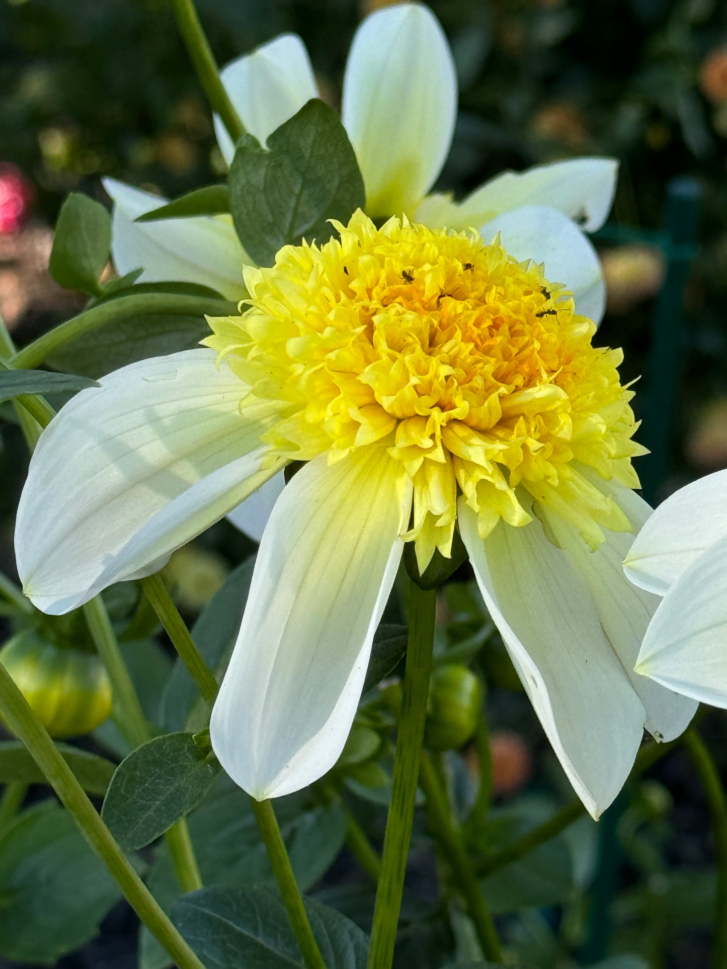 Sandia Summertime Dahlia