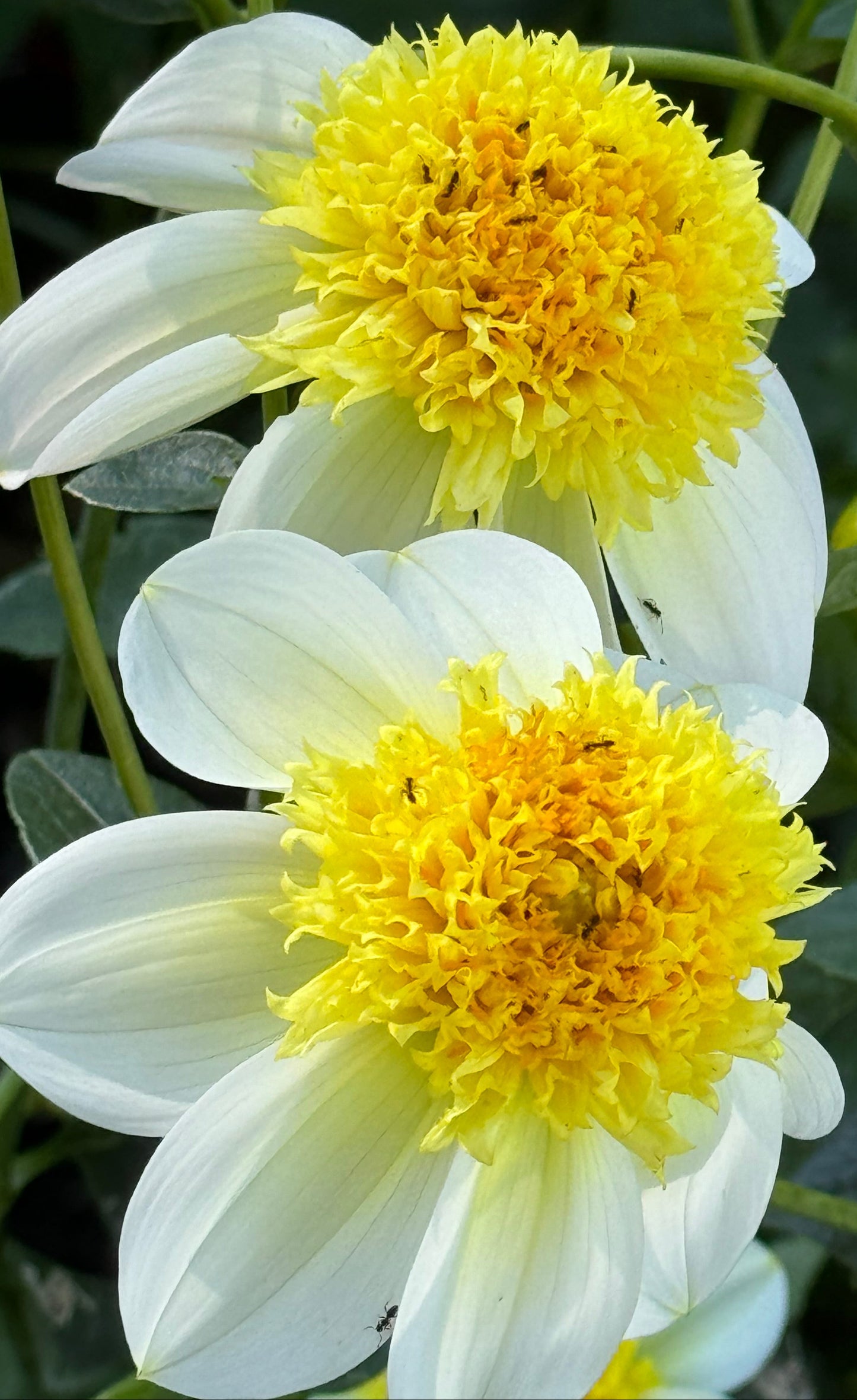 Sandia Summertime Dahlia