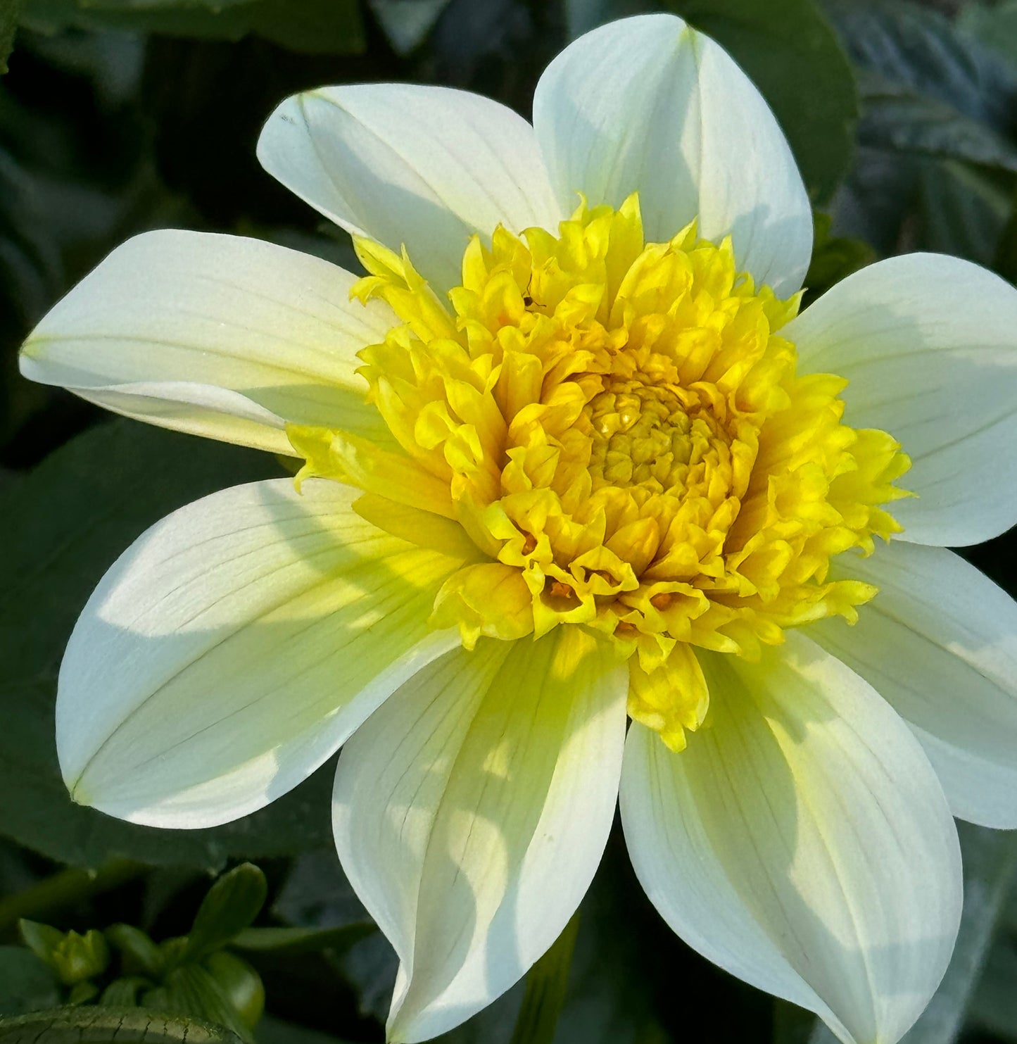 Sandia Summertime Dahlia