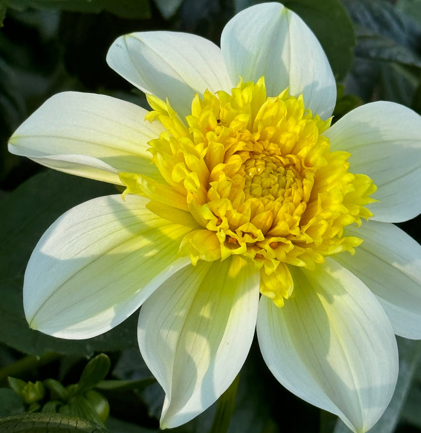 Sandia Summertime Dahlia