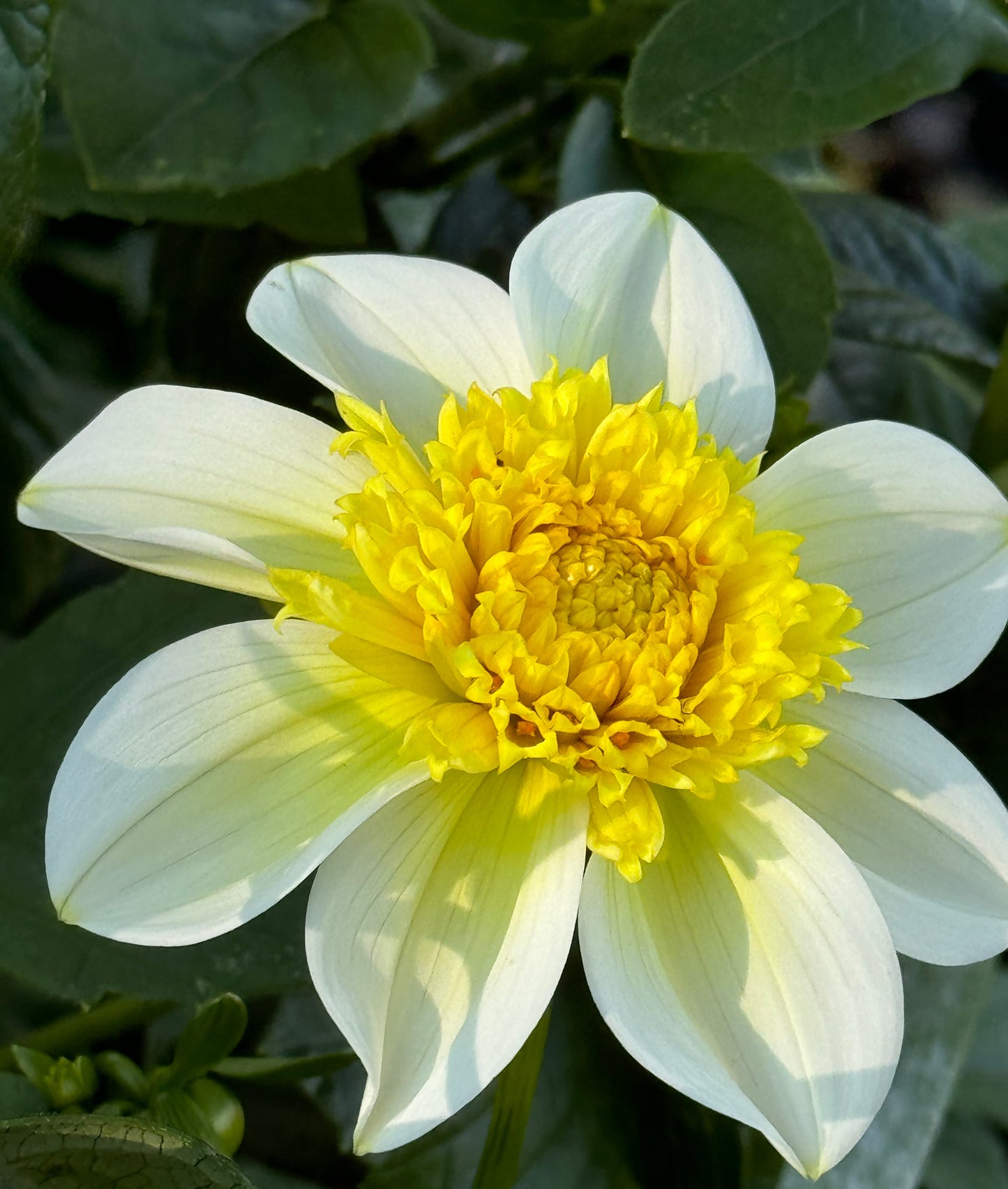 Sandia Summertime Dahlia