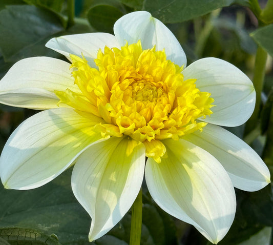 Sandia Summertime Dahlia