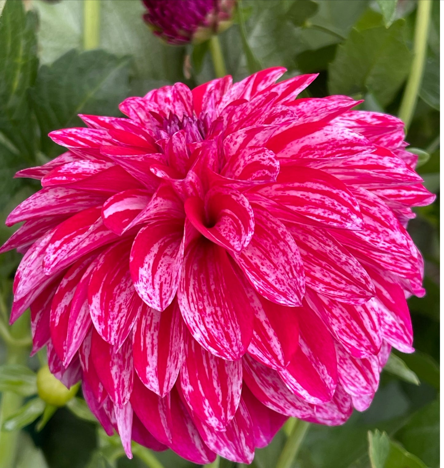 Pink Ball with white stripes Dahlia