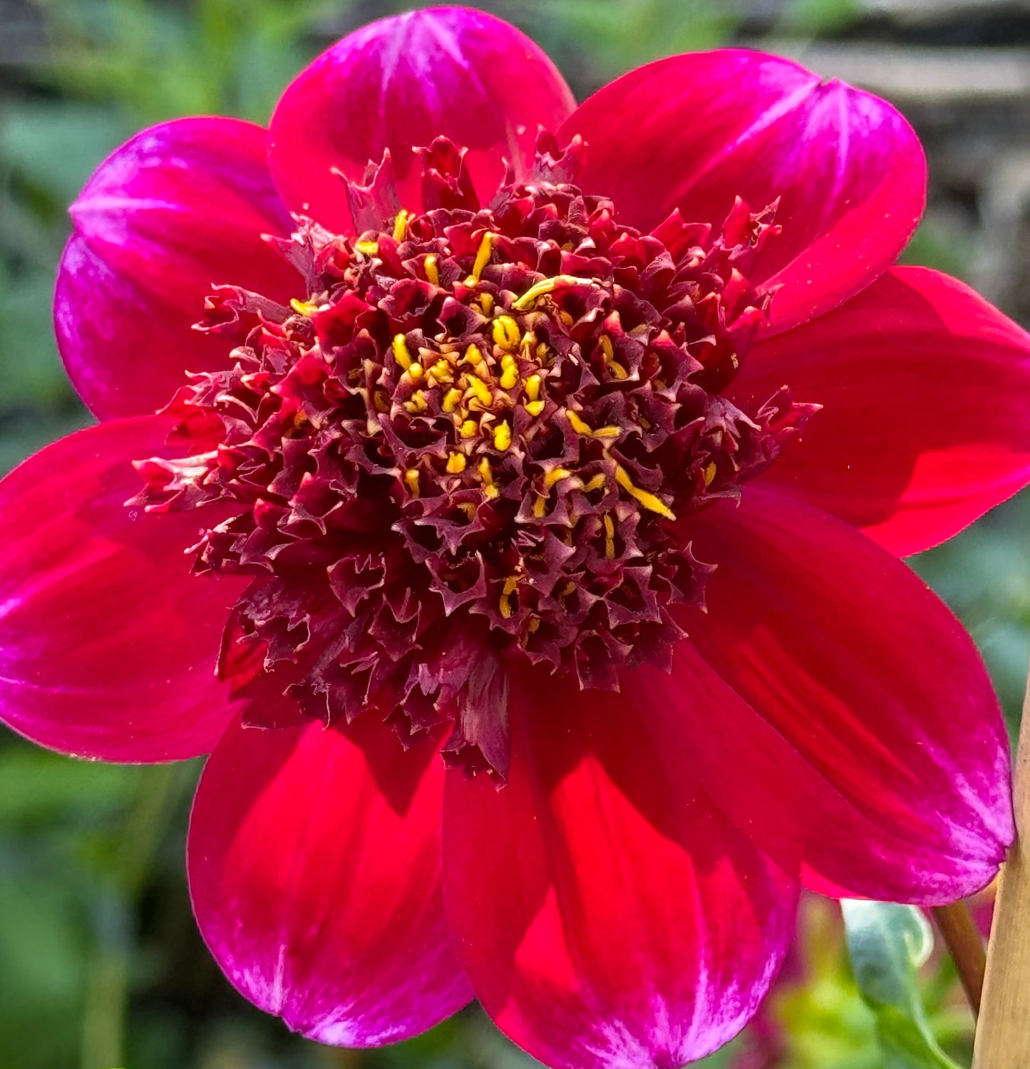 Rock Star Dahlia