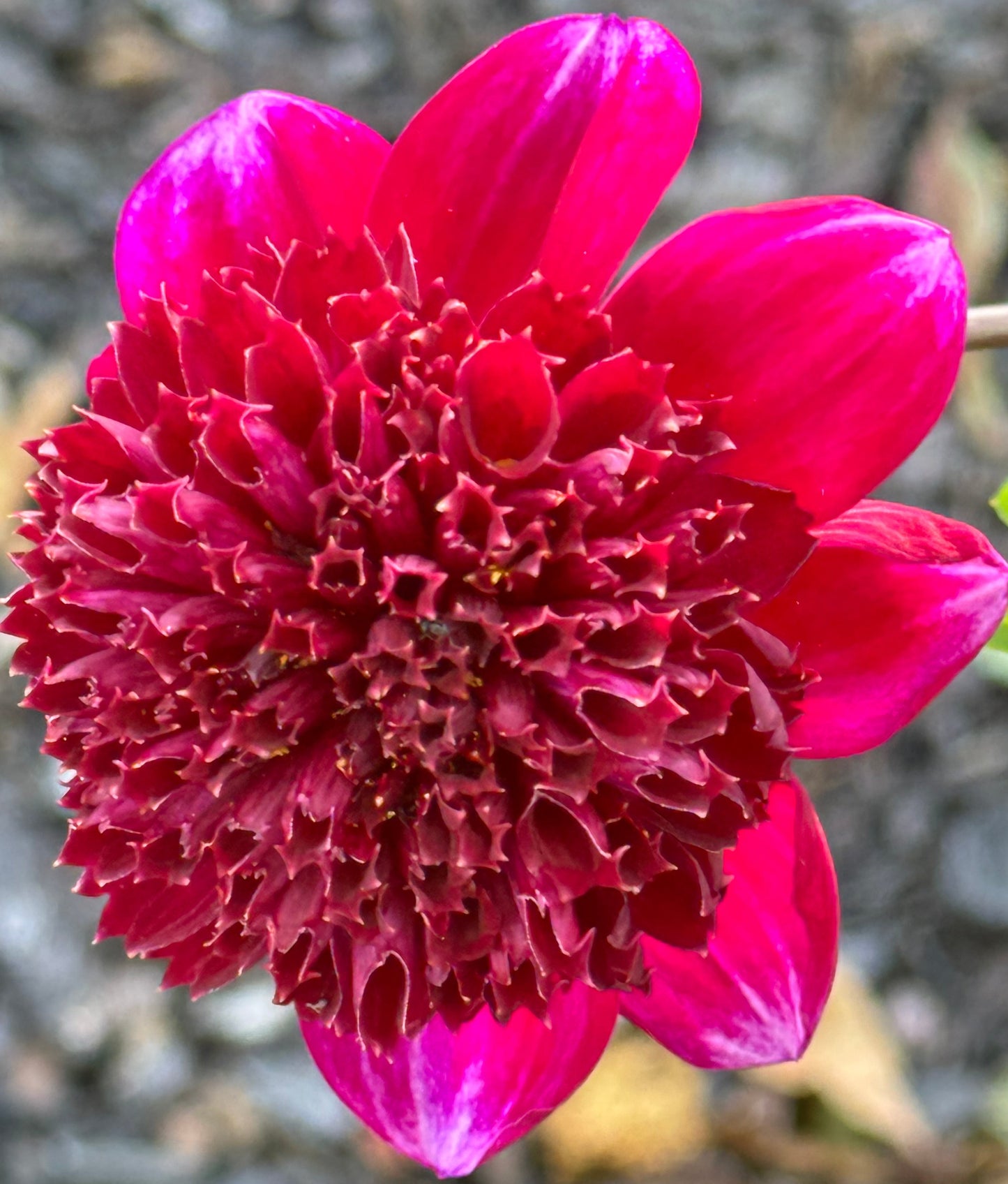 Rock Star Dahlia