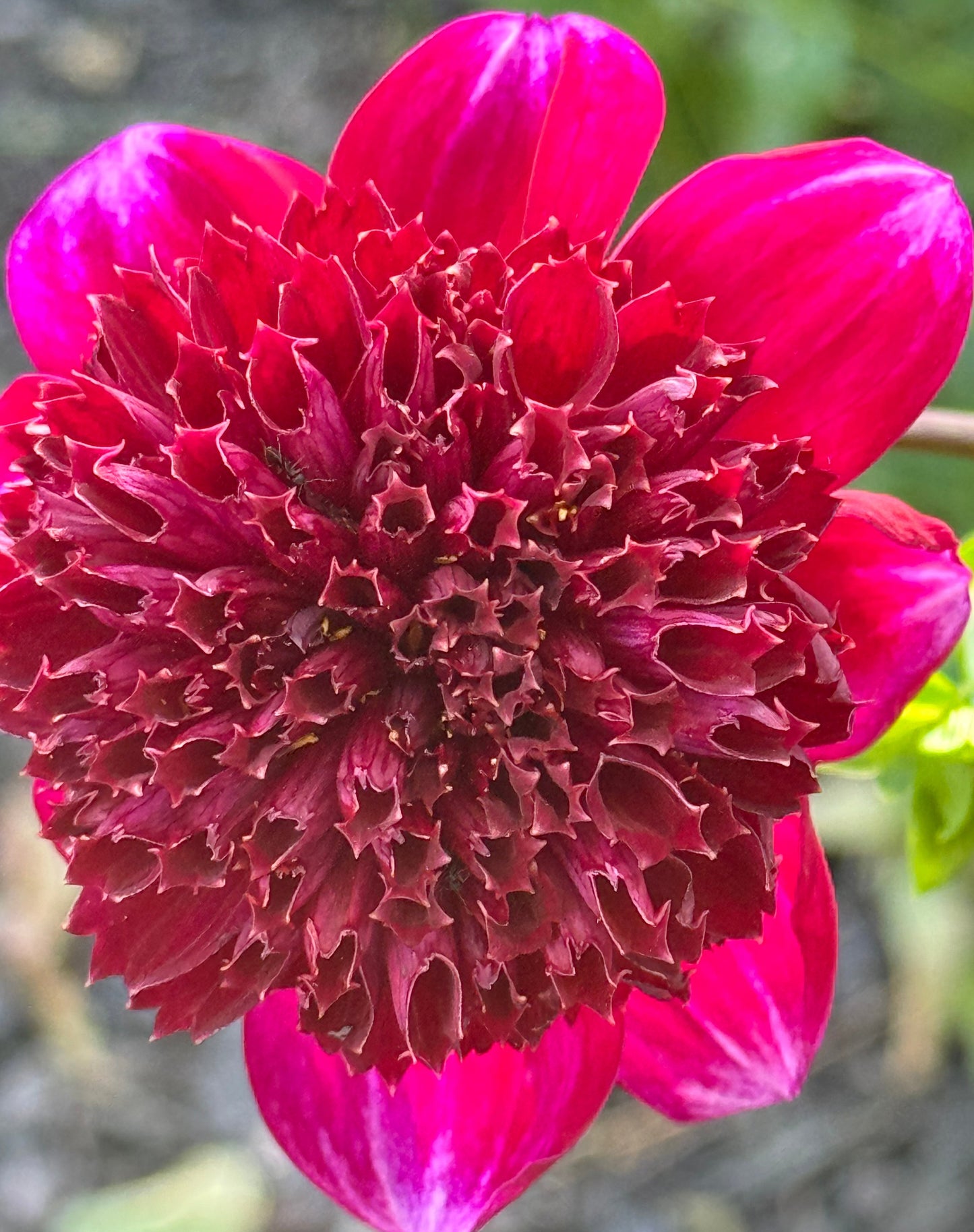 Rock Star Dahlia