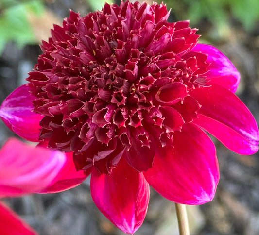 Rock Star Dahlia