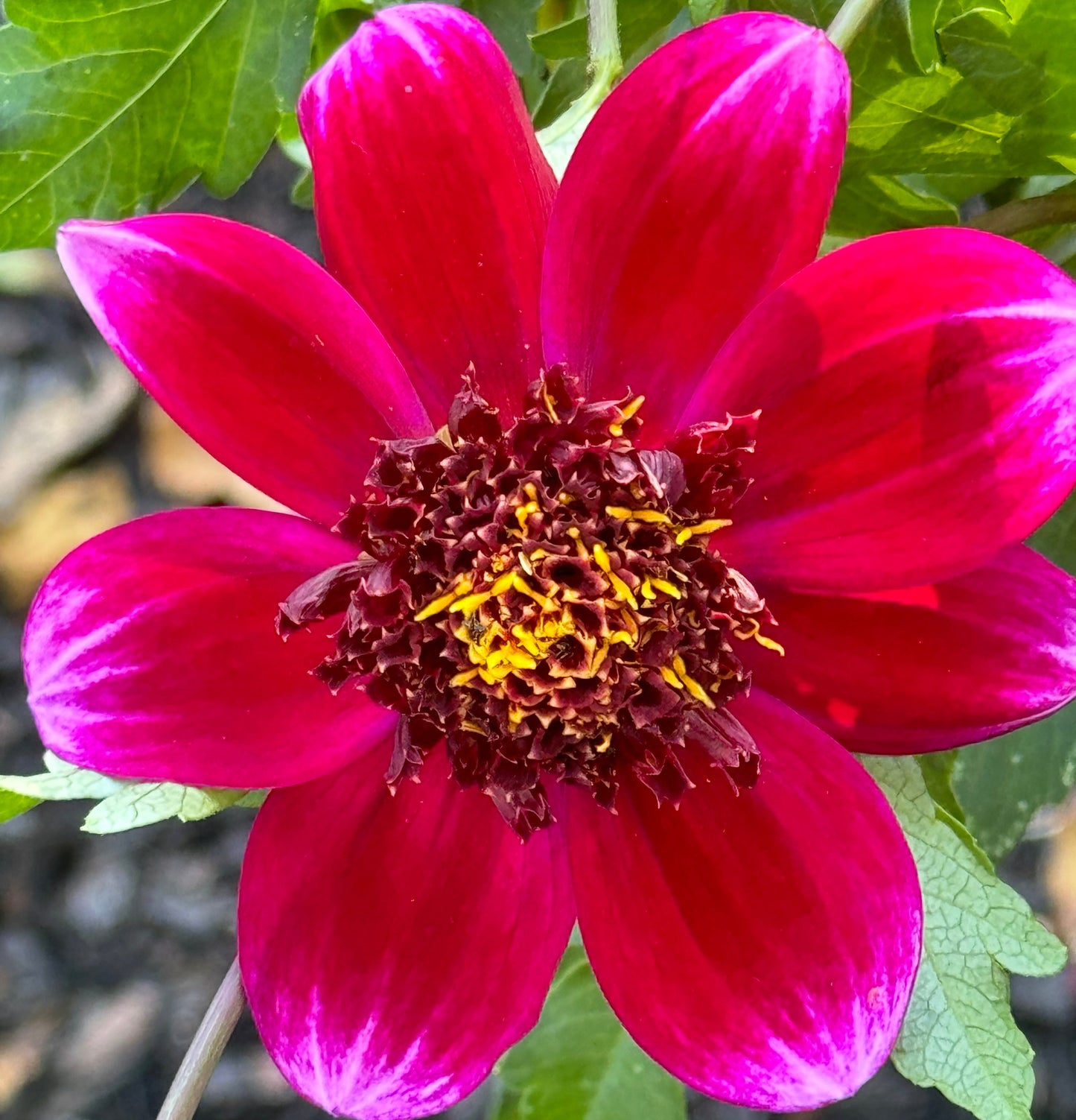 Rock Star Dahlia